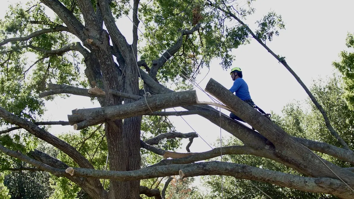 Professional Hazardous Tree Removal performed by certified arborists in Bruner